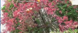 キムラ緑子家の庭の紅葉