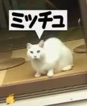 キムラ緑子の愛猫