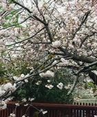 立川志らくの自宅窓から見える桜